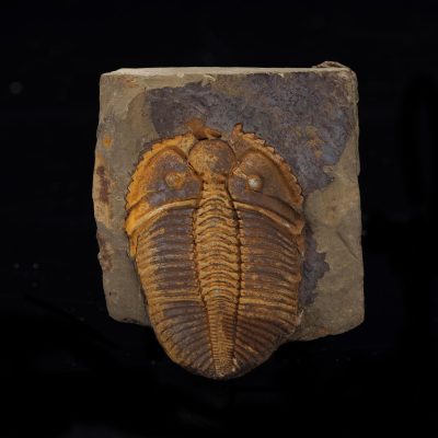Coronocephalus Trilobite Fossil