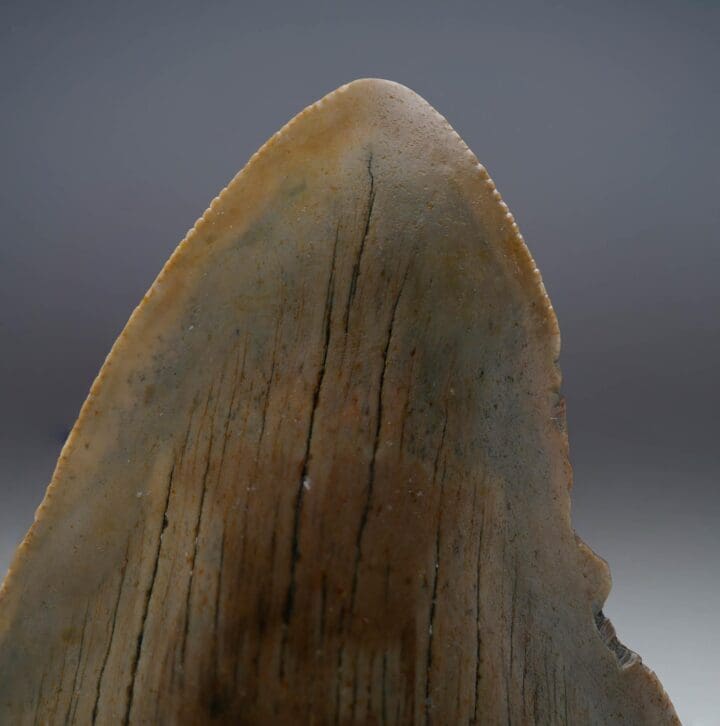 Megalodon Tooth // 4.13" High // 5 to 10 Million Years Old - Image 5