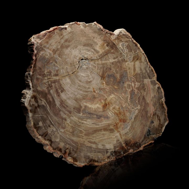 Polished Petrified Wood Slab – 10.2 lb - Image 3