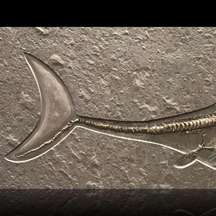 Close-up of ichthyosaur caudal vertebrae and tail