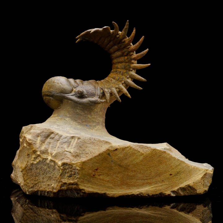 Crotacephalina Trilobite From Morocco - Image 4