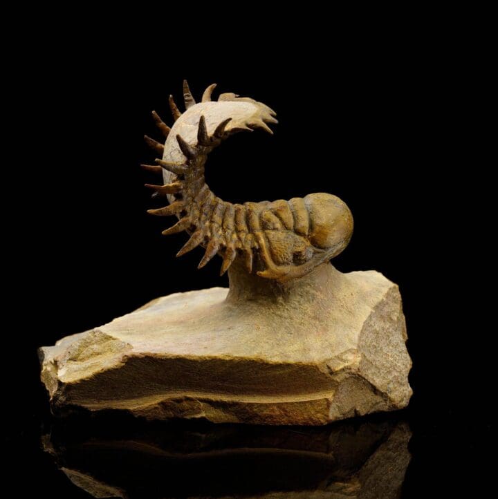 Crotacephalina Trilobite From Morocco