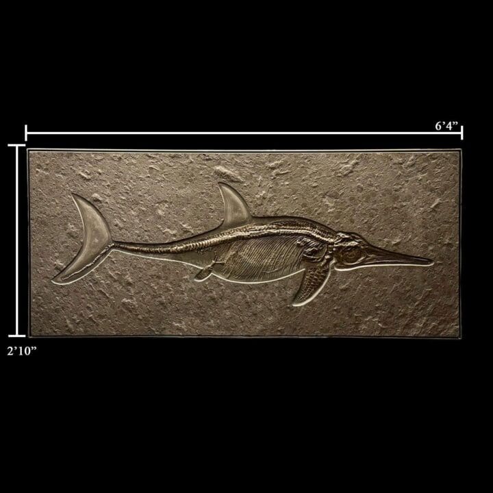 Ichthyosaur fossil slab with measurement scale markers