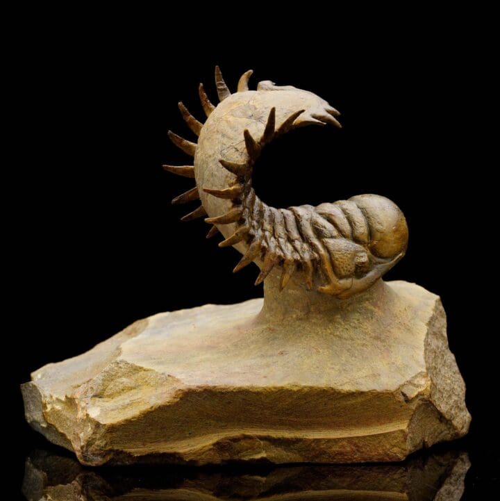 Crotacephalina Trilobite From Morocco - Image 3