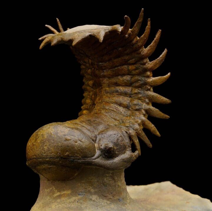Crotacephalina Trilobite From Morocco - Image 5