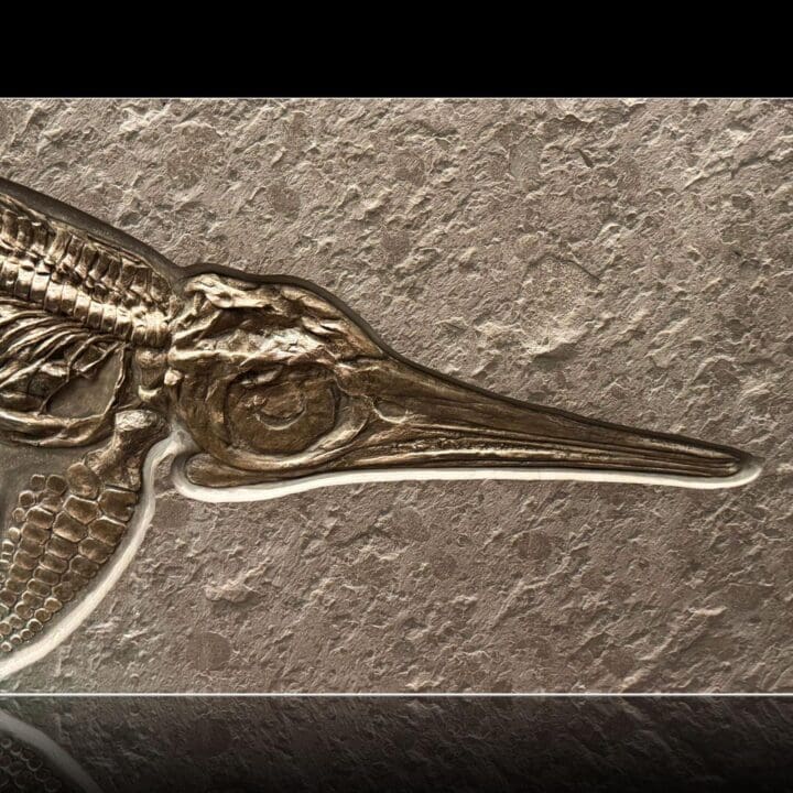 Close-up of ichthyosaur skull and elongated snout