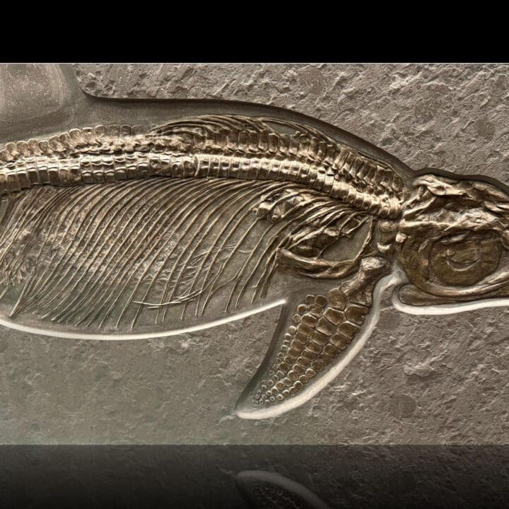 Close-up of ichthyosaur pectoral flipper and ribs