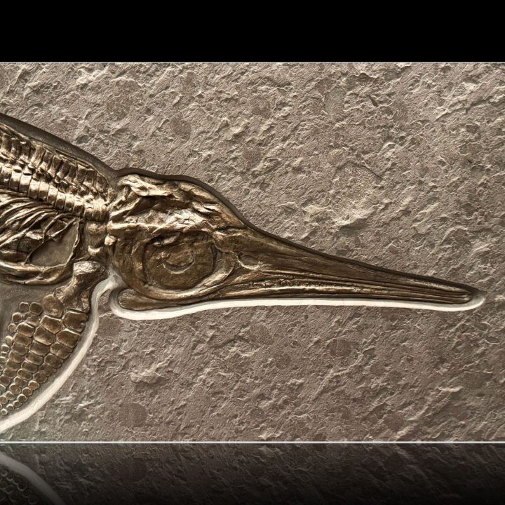 Rare 125,000,000 million year old Ichthyosaur fossil from Germany