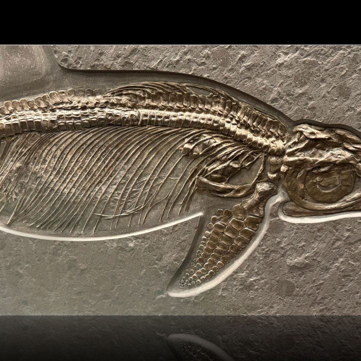 Rare 125,000,000 million year old Ichthyosaur fossil from Germany