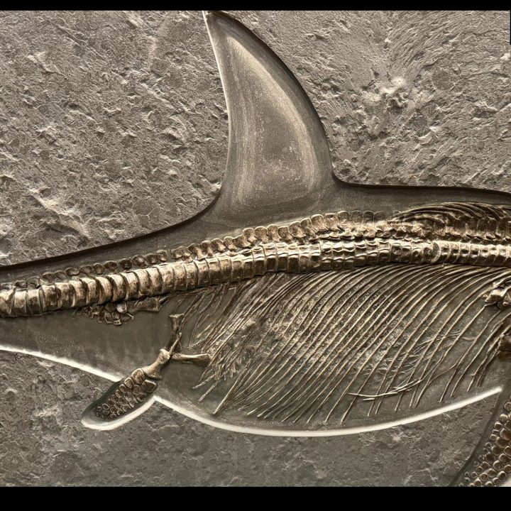Rare Ichthyosaur fossil from Germany