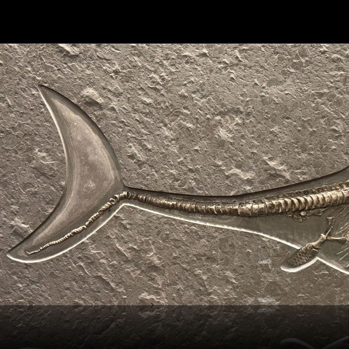 Rare Ichthyosaur Fossil from Germany