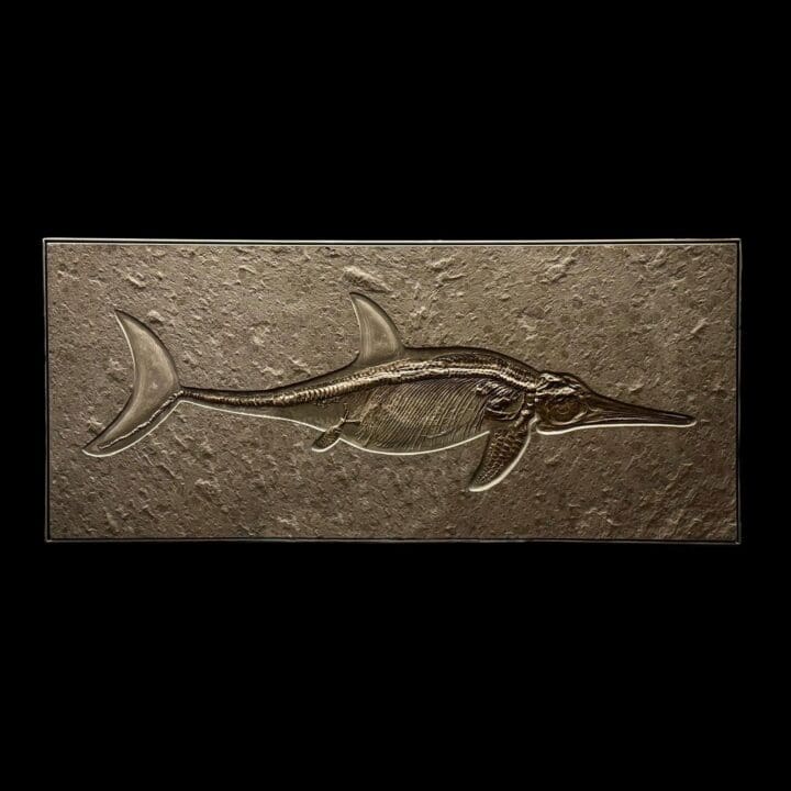 Full ichthyosaur fossil slab without scale indicatorsFull ichthyosaur fossil slab without scale indicators