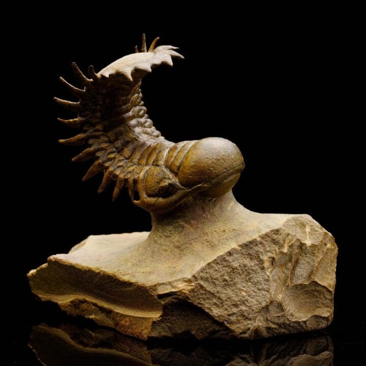 Crotacephalina Trilobite From Morocco - Image 2
