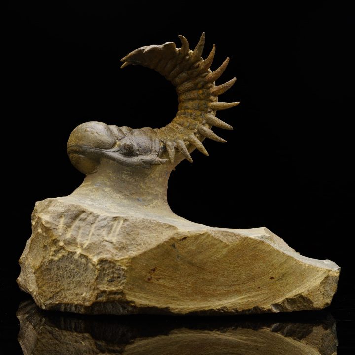 Crotacephalina Trilobite From Morocco - Image 4