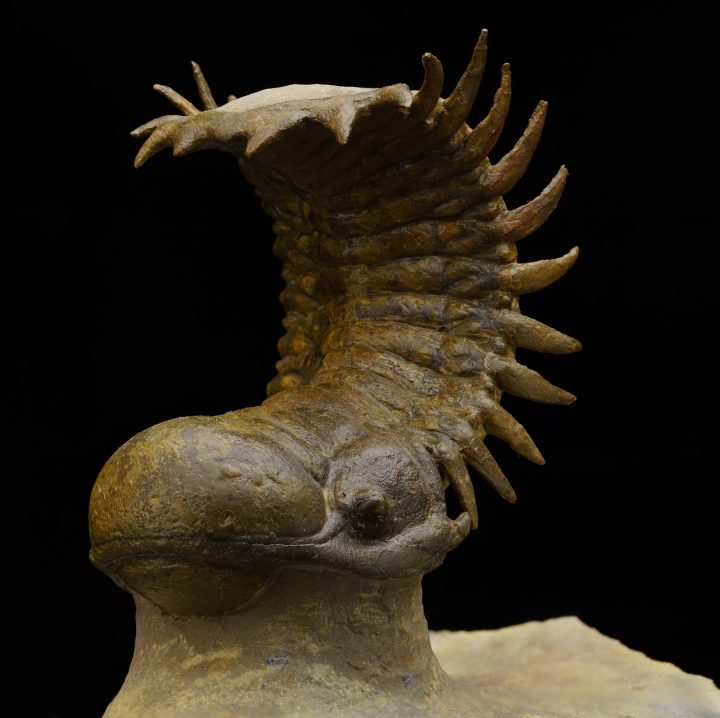 Crotacephalina Trilobite From Morocco - Image 5