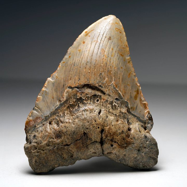 Megalodon tooth fossil from South Carolina with preserved enamel and solid root