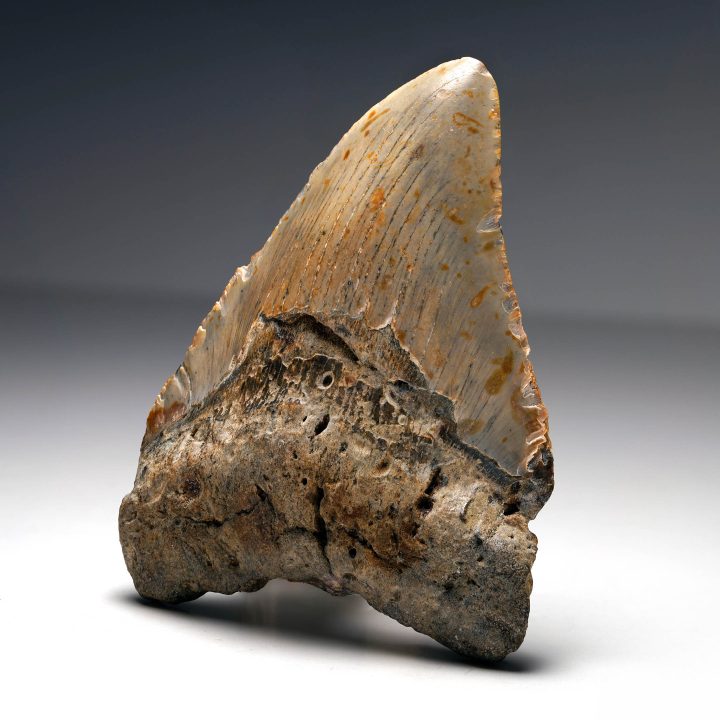 Angled view of Megalodon tooth fossil from South Carolina
