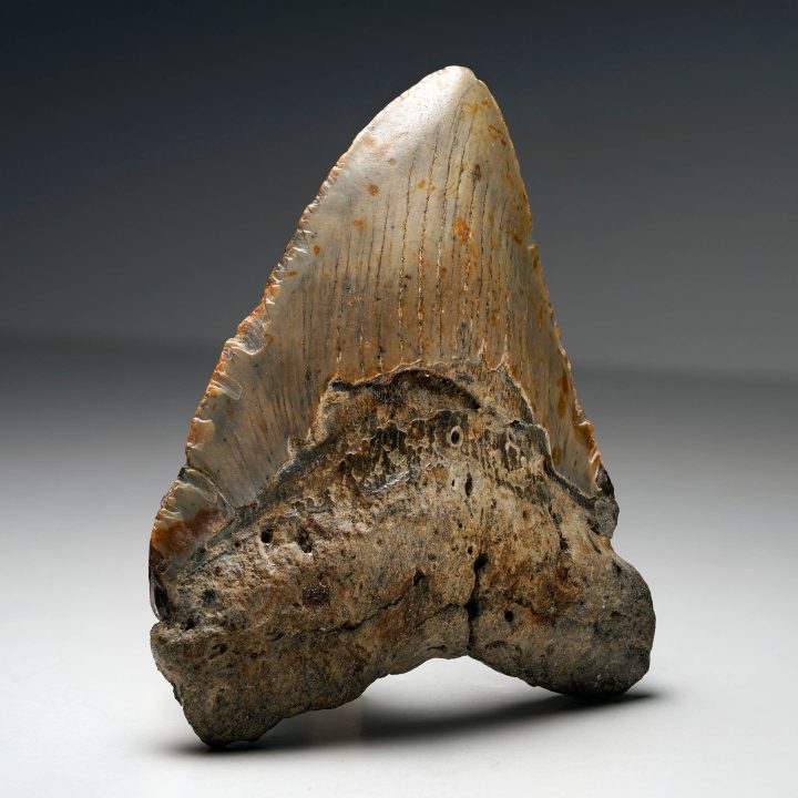 Megalodon tooth fossil with natural coloration and visible enamel ridges Megalodon tooth fossil with natural coloration and visible enamel ridges