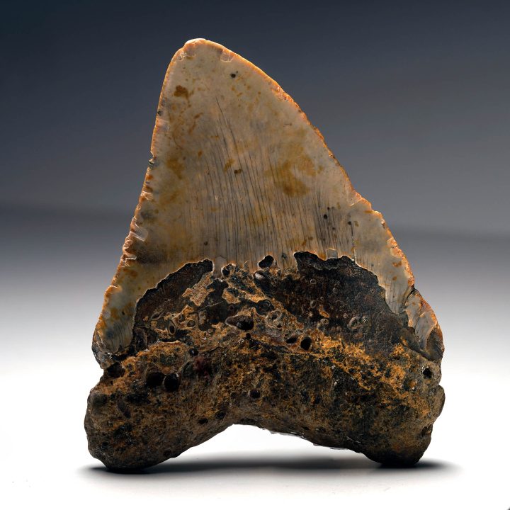 Back view of South Carolina Megalodon tooth fossil with root texture