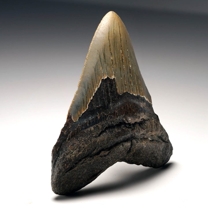 Angled Megalodon tooth fossil showing enamel and root detail