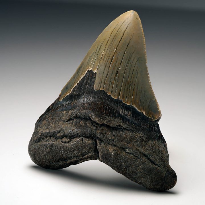 Megalodon tooth fossil angled view with visible serrations
