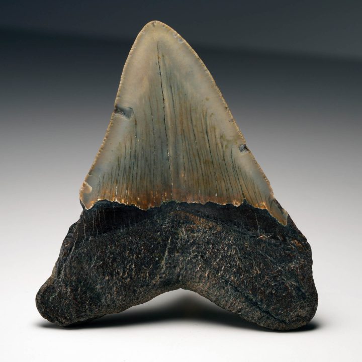 Rear view of Megalodon tooth fossil from South Carolina