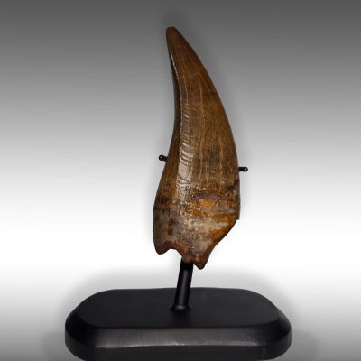 Authentic 6-inch Tyrannosaurus rex tooth fossil from Hell Creek Formation on custom stand