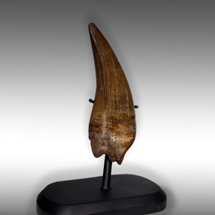 Side view of Tyrannosaurus rex fossil tooth from Hell Creek on display stand