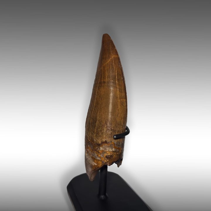 Angled view of 6-inch Tyrannosaurus rex fossil tooth with visible serrations