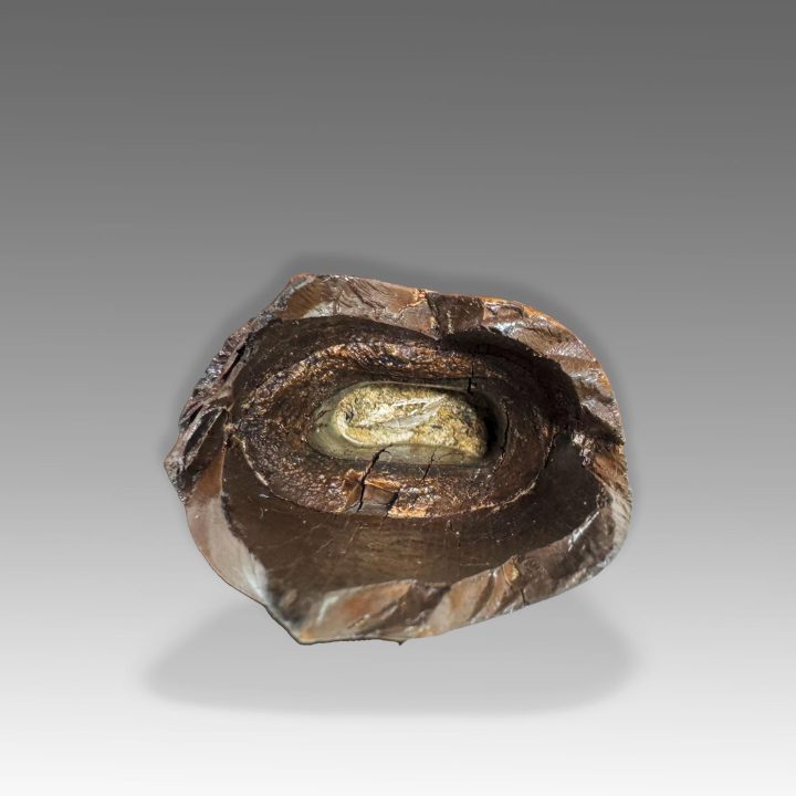 Root end of Tyrannosaurus rex fossil tooth showing fossil structure