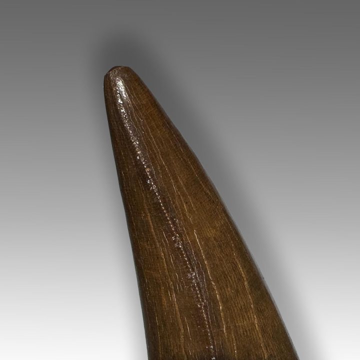 Close-up of Tyrannosaurus rex tooth tip with serrations