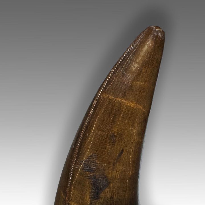 Serrated edge of Tyrannosaurus rex fossil tooth from Hell Creek