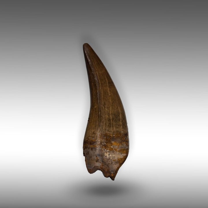 Full view of Tyrannosaurus rex fossil tooth specimen without stand
