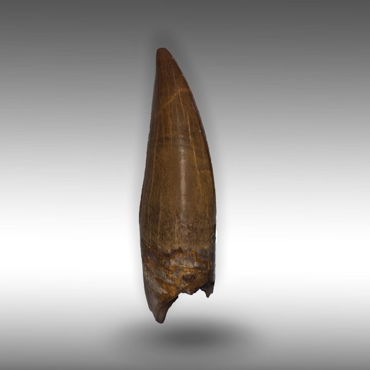Reverse side of Tyrannosaurus rex fossil tooth from Hell Creek Formation