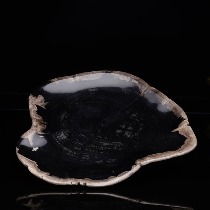 Petrified wood plate from Indonesia with polished dark interior and natural beige rim