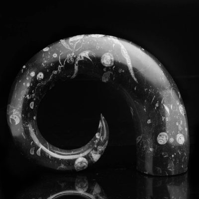 Belemnite Fossil Sculpture from Morocco - Astro West