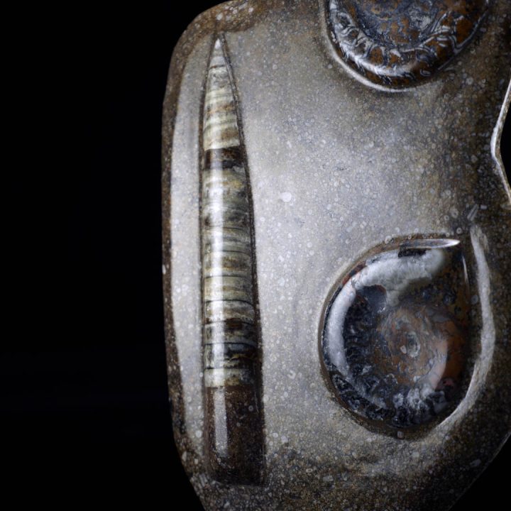 Genuine ammonite and belemnite fossil specimen carved into a display sculpture