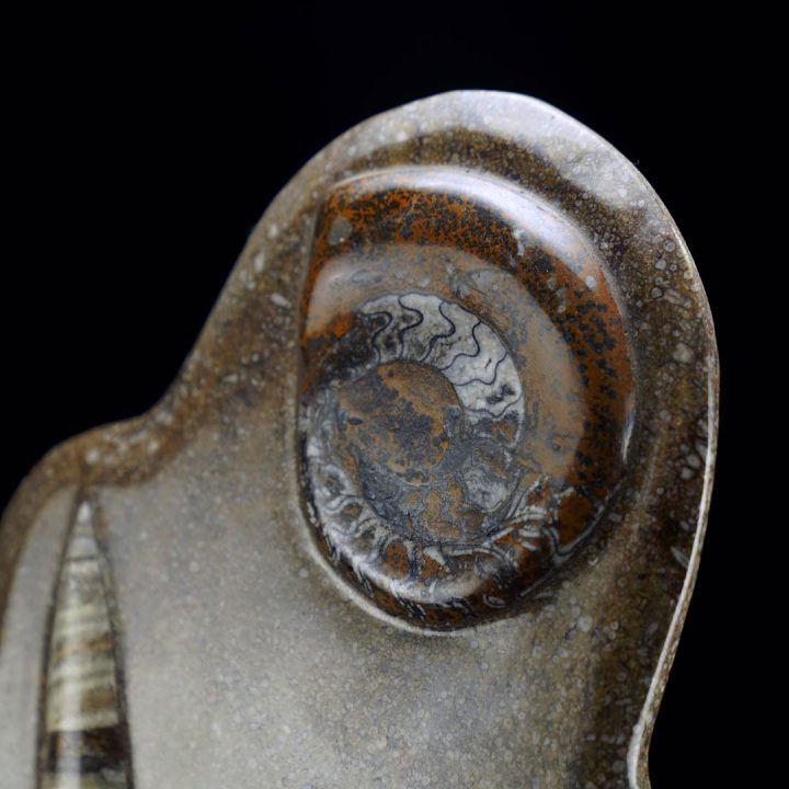 Ammonite and belemnite fossils preserved in hand-carved stone sculpture