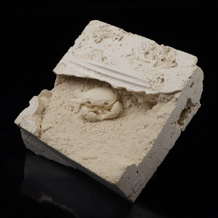 Fossilized crab specimen embedded in limestone matrix