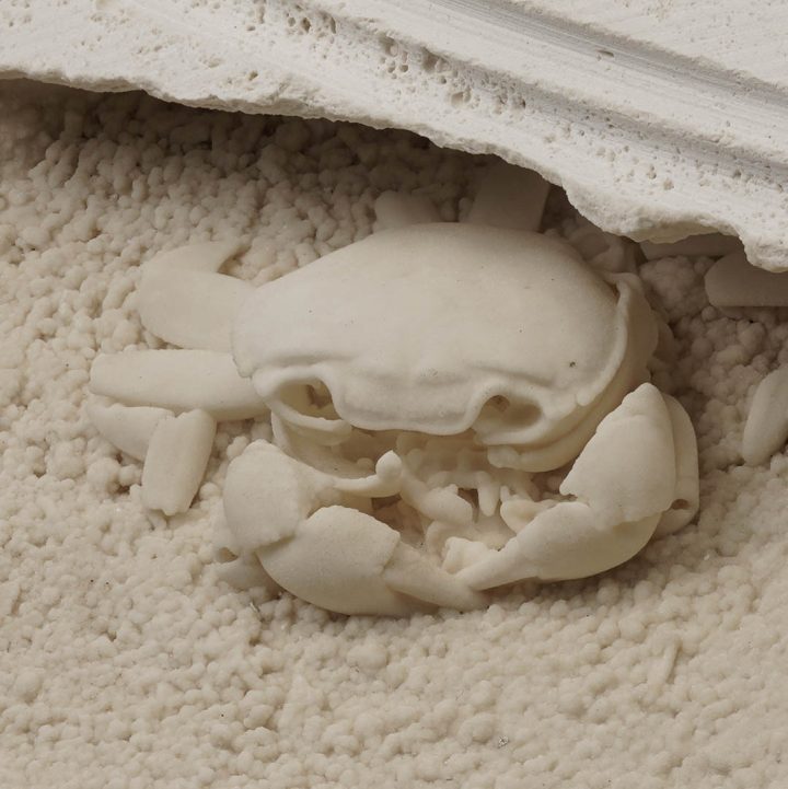 Natural fossil crab preserved in sedimentary rock