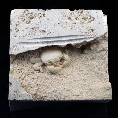 Fossilized crab preserved in natural limestone matrix