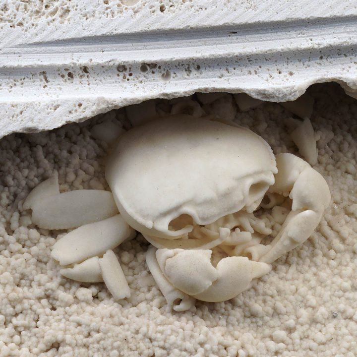 Collector fossilized crab displayed on limestone matrix