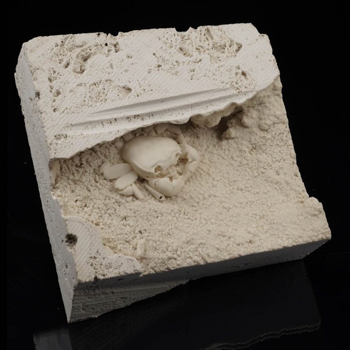 Prehistoric fossilized crab preserved in limestone matrix