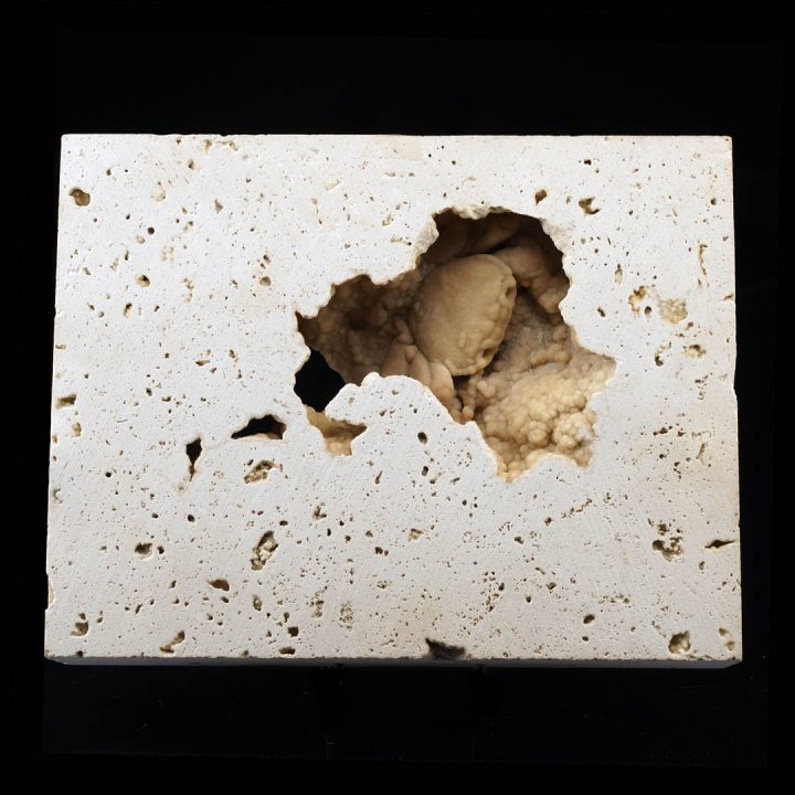 Fossilized crab partially exposed within natural limestone matrix