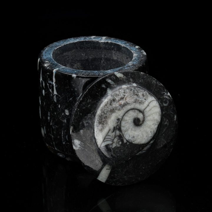 Ammonite and Belemnite Hand-Carved Fossil Container - Natural Decor