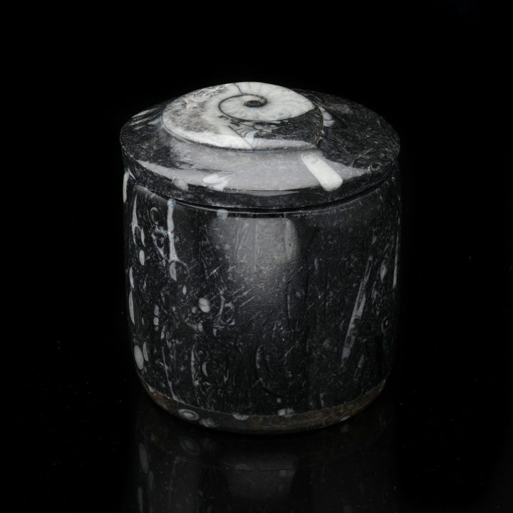 Ammonite and Belemnite Hand-Carved Fossil Container - Natural Decor