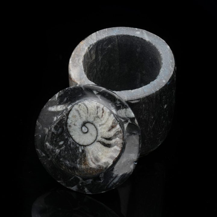 Ammonite and Belemnite Hand-Carved Fossil Container - Natural Decor