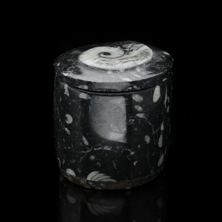 Ammonite and Belemnite Hand-Carved Fossil Container - Natural Decor