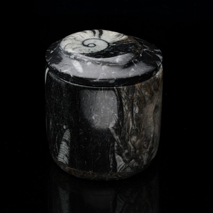 Ammonite and Belemnite Hand-Carved Fossil Container - Natural Decor