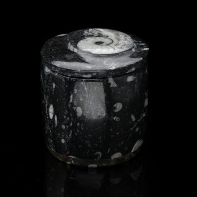 Ammonite and Belemnite Hand-Carved Fossil Container - Natural Decor